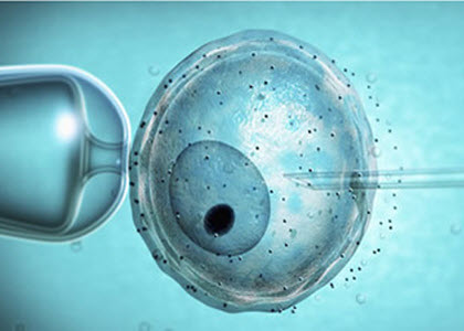 Embrión humano en etapa temprana visualizado bajo microscopio en laboratorio de fertilidad