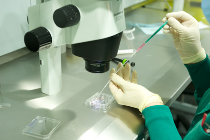 Transferencia Embrionaria